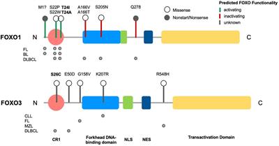 The discrete roles of individual FOXO transcription factor family members in B-cell malignancies